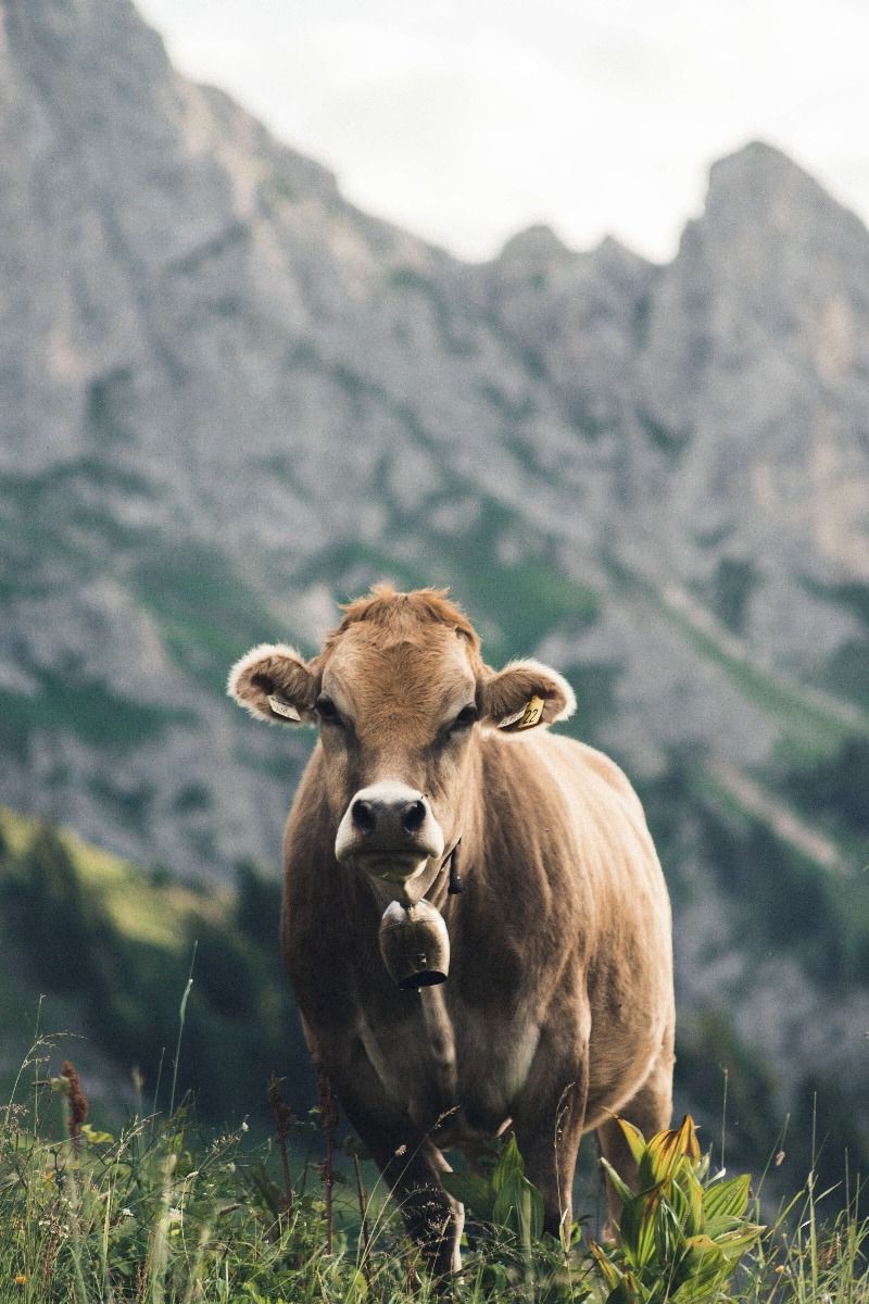 Fototapete - Bergkuh - Fototapete