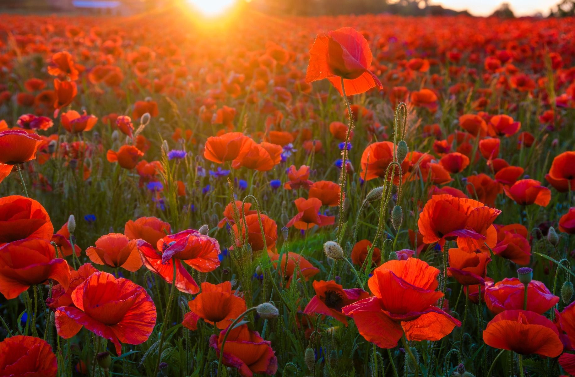 Fototapete - Mohnblumen mit aufgehender Sonne - Fototapete