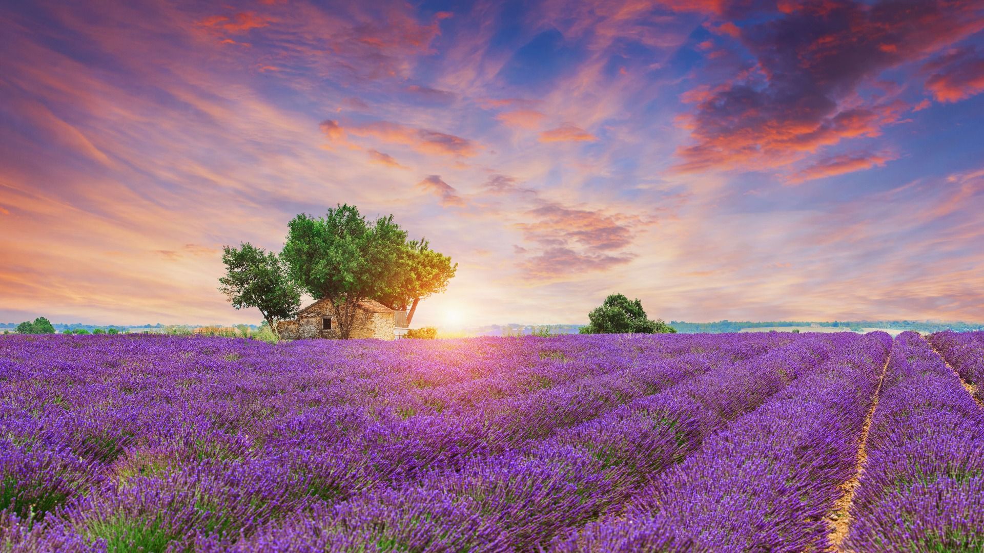 Fototapete - Lavendelfeld bei Sonnenaufgang - Fototapete