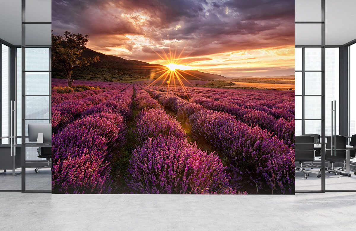 Lavendel unter der - Sonne Fototapete